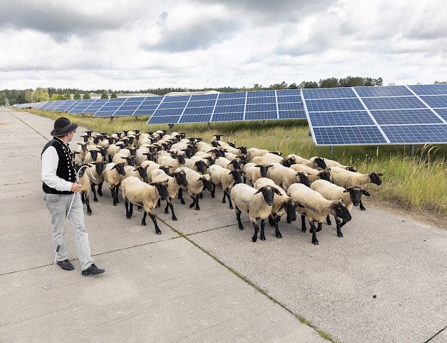 EnBW Solarpark Eggesin. Schafbeweidung mit Schaefer Ingo Stoll 2020