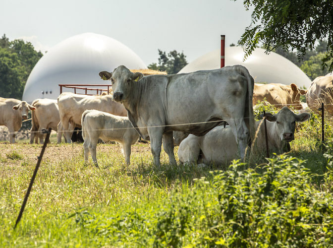 Kuehe vor Fermenter einer Biogasanlage. Worin, Land Brandenburg 2023