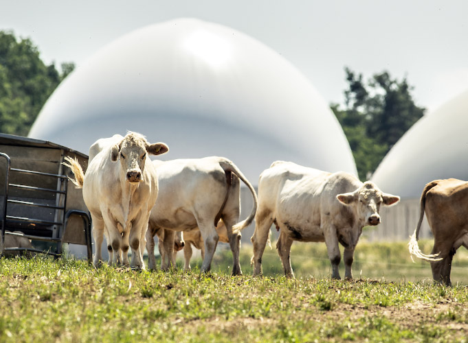Kuehe vor Fermenter einer Biogasanlage. Worin, Land Brandenburg 2023