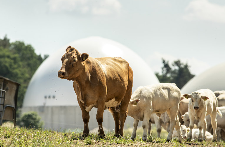 Kuehe vor Fermenter einer Biogasanlage. Worin, Land Brandenburg 2023