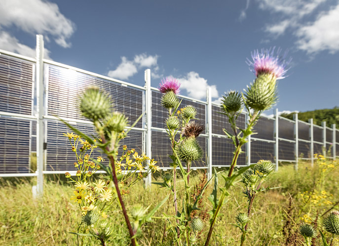 Agri-Photovoltaik im Bifacialen Solarkraftwerk von Next2Sun Eppelborn Dirmingen. Saarland, Deutschland 2021