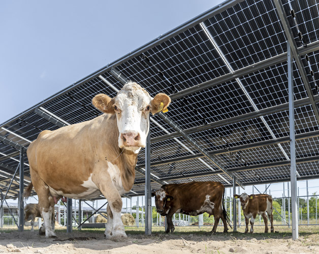 Sunfarming GmbH Agriphotovoltaik Demonstrationsanlage. Fleckvieh genießt solaren Schatten. Rathenow 2022