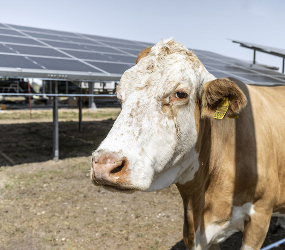 Sunfarming GmbH Agriphotovoltaik Demonstrationsanlage. Fleckvieh genießt solaren Schatten. Rathenow 2022