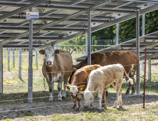 Sunfarming GmbH Agriphotovoltaik Demonstrationsanlage. Fleckvieh genießt solaren Schatten. Rathenow 2022