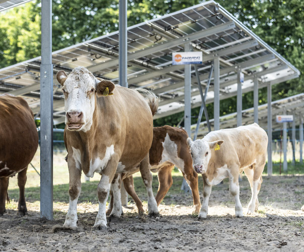 Sunfarming GmbH Agriphotovoltaik Demonstrationsanlage. Fleckvieh genießt solaren Schatten. Rathenow 2022