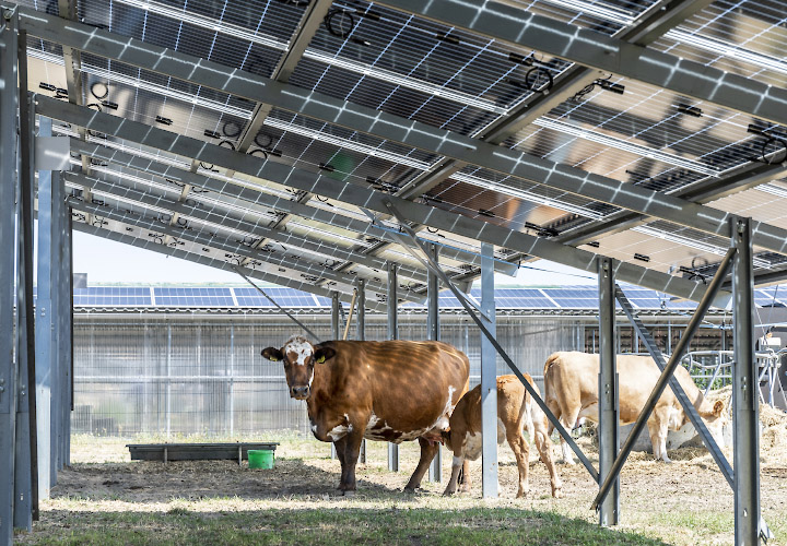 Sunfarming GmbH Agriphotovoltaik Demonstrationsanlage. Fleckvieh genießt solaren Schatten. Rathenow 2022