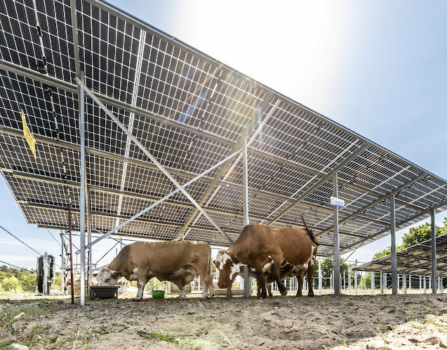 Sunfarming GmbH Agriphotovoltaik Demonstrationsanlage. Fleckvieh genießt solaren Schatten. Rathenow 2022