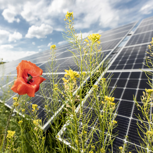 Inbetriebnahme EnBW Solarpark Gottesgabe 2021-2022