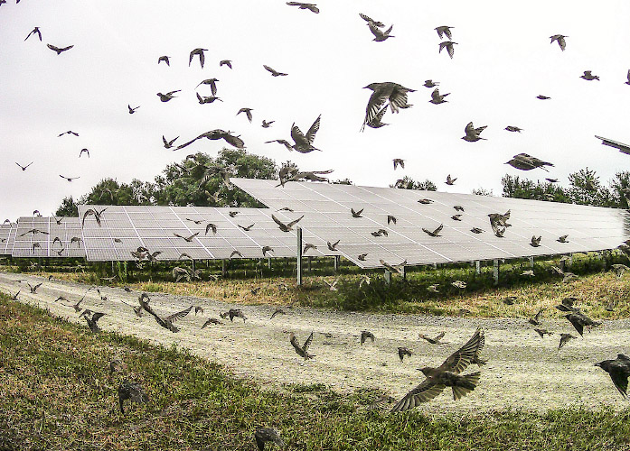 Inbetriebnahme EnBW Solarpark Gottesgabe 2021-2022