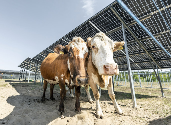Sunfarming GmbH Agriphotovoltaik Demonstrationsanlage. Fleckvieh genießt solaren Schatten. Rathenow 2022