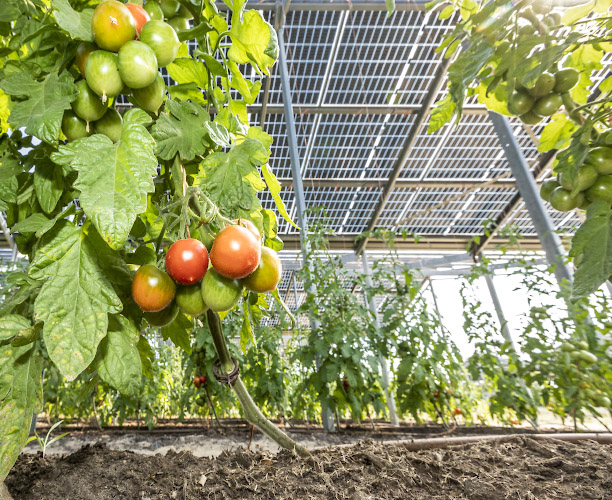 Sunfarming GmbH Agriphotovoltaik Demonstrationsanlage. Tomaten reifen unterm Solardach. Rathenow 2022