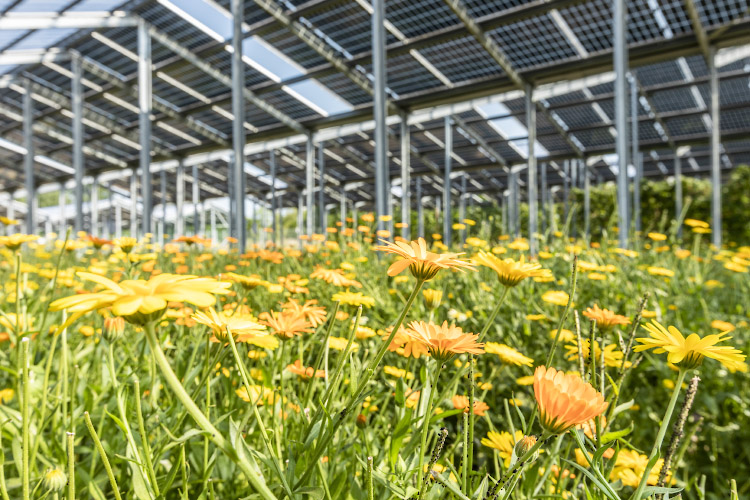 Sunfarming GmbH Agriphotovoltaik Demonstrationsanlage. Calendula Ringelblumen blühen unterm Solardach. Rathenow 2022