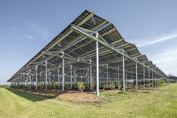 Agriphotovoltaikanlage von Energielandwirt Josef Kneer. Anpflanzung von Himbeerpflanzen, Heidelbeerenpflanzen und Aepfelstraeucher in offenem Gewaechshaus unter Solardach. Bueren, Nordrhein Westfalen 2022