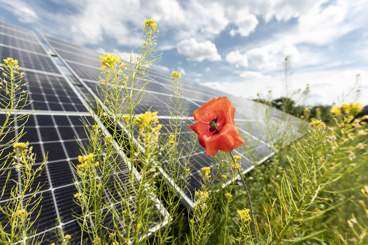 Inbetriebnahme EnBW Solarpark Gottesgabe 2021-2022