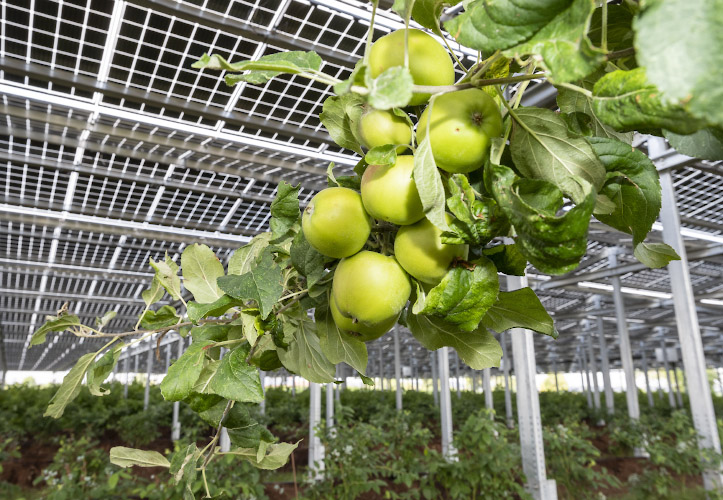 Agriphotovoltaikanlage von Energielandwirt Josef Kneer. Anpflanzung auch von Aepfelstraeuchern in offenem Gewaechshaus unter Solardach. Bueren, Nordrhein Westfalen 2022