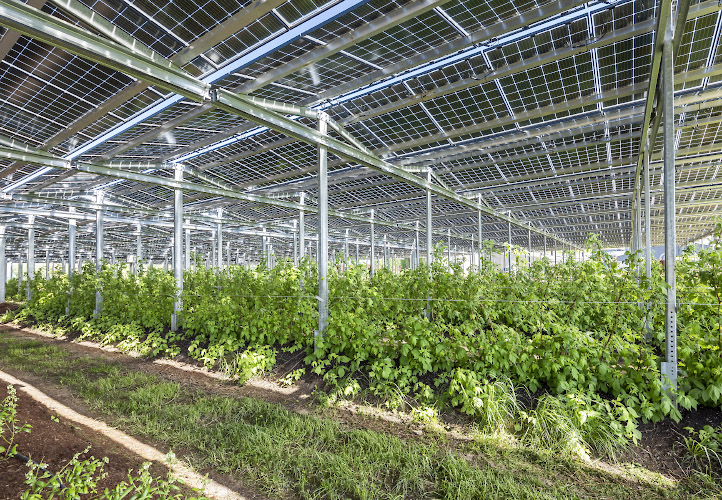 Agriphotovoltaikanlage von Energielandwirt Josef Kneer. Anpflanzung von Himbeerpflanzen, Heidelbeerenpflanzen und Aepfelstraeucher in offenem Gewaechshaus unter Solardach. Bueren, Nordrhein Westfalen 2022