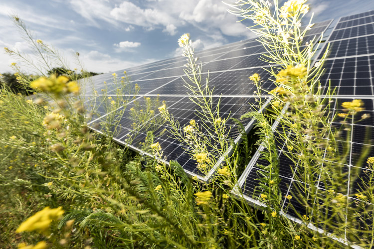 Inbetriebnahme EnBW Solarpark Gottesgabe 2021-2022