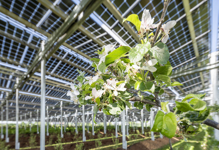 Agriphotovoltaikanlage von Energielandwirt Josef Kneer. Anpflanzung von Himbeerpflanzen, Heidelbeerenpflanzen und Aepfelstraeucher in offenem Gewaechshaus unter Solardach. Bueren, Nordrhein Westfalen 2022
