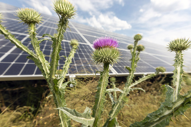 Inbetriebnahme EnBW Solarpark Gottesgabe 2021-2022