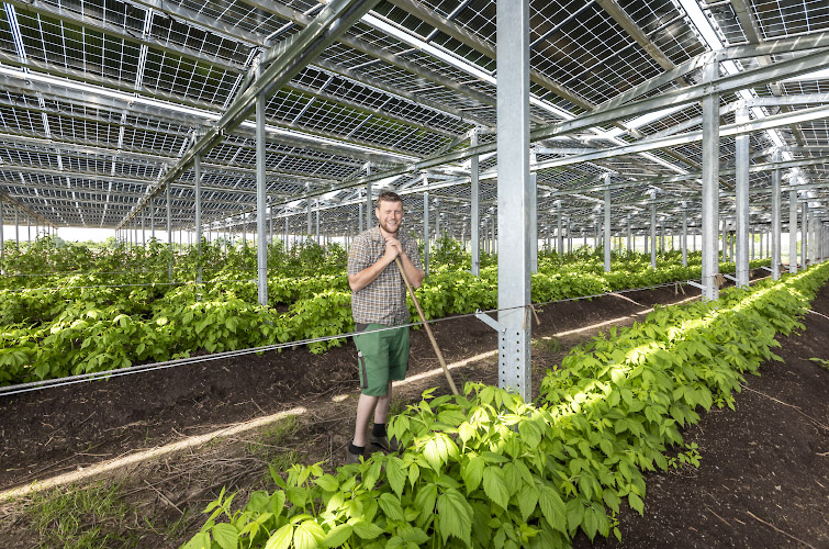 Agriphotovoltaikanlage. Energielandwirt Josef Kneer inmitten von Himbeerpflanzen, Heidelbeerenpflanzen und Aepfelstraeucher in offenem Gewaechshaus unter Solardach. Bueren, Nordrhein Westfalen 2022