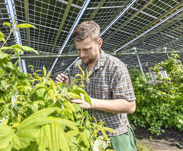 Agriphotovoltaikanlage. Energielandwirt Josef Kneer inmitten von Himbeerpflanzen, Heidelbeerenpflanzen und Aepfelstraeucher in offenem Gewaechshaus unter Solardach. Bueren, Nordrhein Westfalen 2022