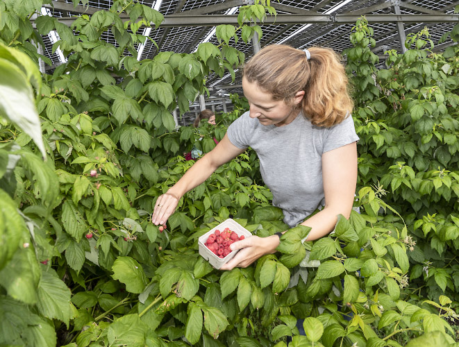 Agriphotovoltaikanlage von Energielandwirt Josef Kneer. Ernte von Himbeeren im offenem Gewaechshaus unterm Solardach. Bueren, Nordrhein Westfalen 2022