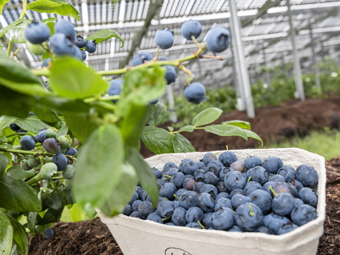 Agriphotovoltaikanlage von Energielandwirt Josef Kneer. Ernte von Heidelbeeren im offenem Gewaechshaus unterm Solardach. Bueren, Nordrhein Westfalen 2022