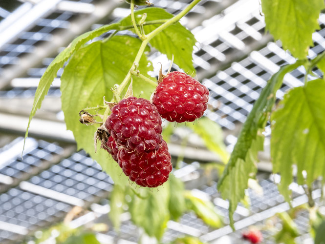 Agriphotovoltaikanlage von Energielandwirt Josef Kneer. Himbeeren reifen im offenem Gewaechshaus unterm Solardach. Bueren, Nordrhein Westfalen 2022